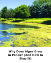 Why Does Algae Grow in Ponds? (And How to Stop It)