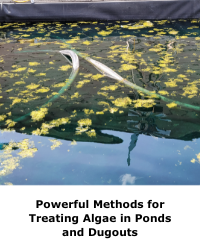 Powerful Methods for Treating Algae in Ponds and Dugouts