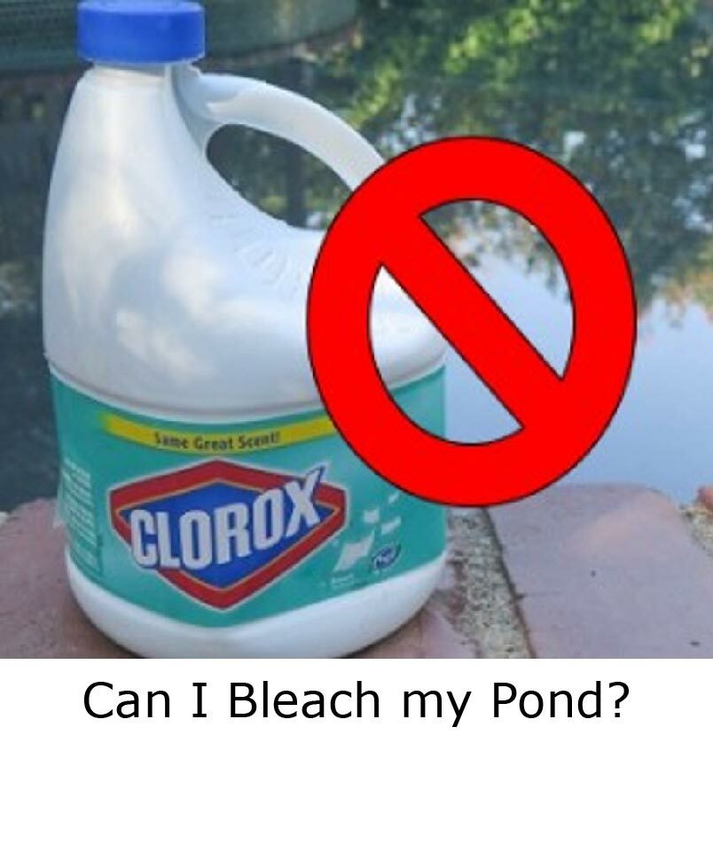 Can I Bleach my Pond? blog