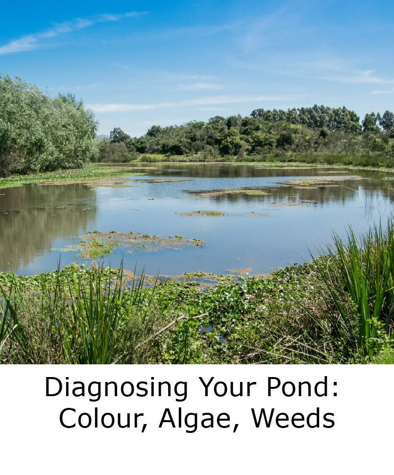 DIAGNOSING YOUR POND: COLOUR, ALGAE, WEEDS blog