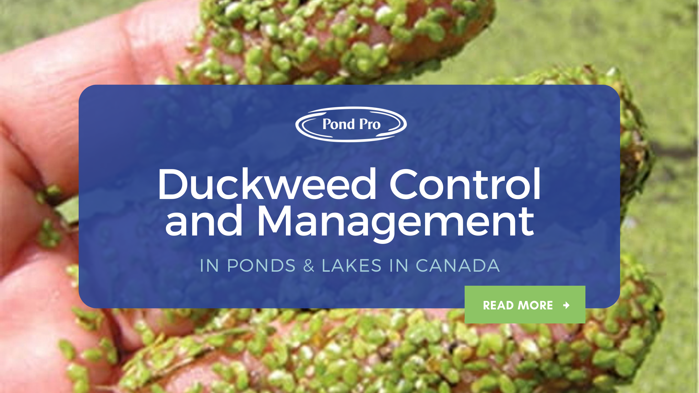 Treating Duckweed