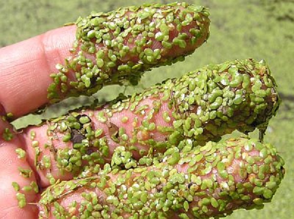 Duckweed Article