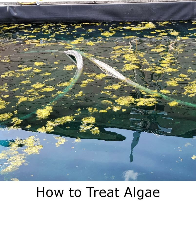 How to treat algae