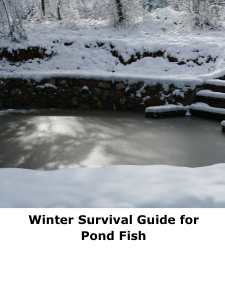 Winter Survival Guide for Pond Fish
