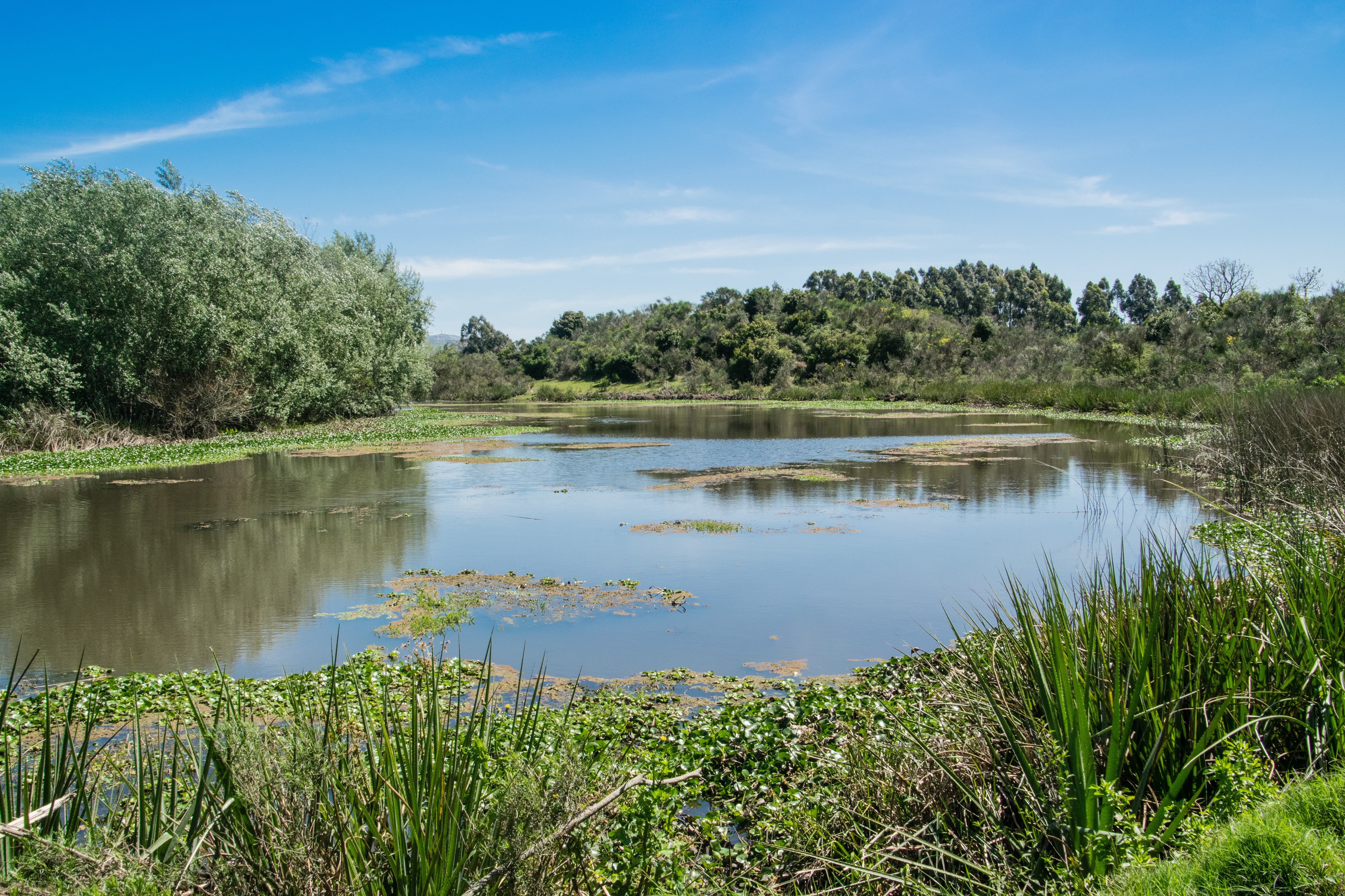 pond.jpg