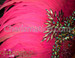 Showgirl Sweet Pink Iridescent Beaded Ostrich Feathered Headdress And Collar