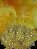 Gold And Amber Accented Yellow And Orange Ostrich Feather Headdress
