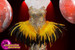 Drag Queen Dress With A Touch Of Feathers And Silver Sequin