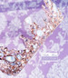 Bella Mera Studio - Opal Crown - Rose Gold Opal Crown HP302