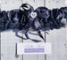 Bella Mera Studio Black Satin Wedding Garter G002