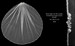 Rhinestone  Pearl Accent Veil - FC 3225 - 36" Inches