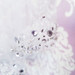 Ansonia Bridal Veil Style 739L - 108" - Heavy Beaded Cathedral Edge Veil With Bugle Beads and Pearls
