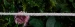 Marionat Bridal Belt 1125 - Frosted Beads - Ivory 