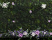 Marionat 3993 Purple Floral Lace Veil – 120"