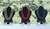 Fern Forest, Lava Red, and Seascape Fern Forest, Lava Red, and Seascape