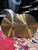 Istanbul Agop 15" 30th Anniversary Hi Hats