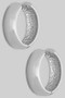 Small Hoop Earrings - #YE0063