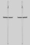 Dangling Brass Cross Drop Earrings - #GE11086