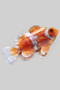 Marbled Acrylic Clown Fish Hair Clip