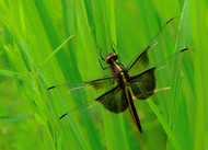 Get Out Early for Tiny Critters - Macro Mondays