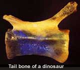 dinotailbone.jpg