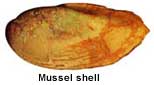 musselshell.jpg