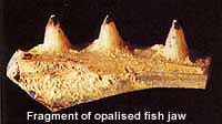 opalisedfishjaw.jpg