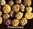 pinecones2.jpg