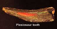 plesiosaurtooth1.jpg