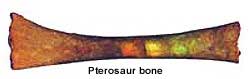 pterosaurbone1.jpg