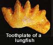 toothplate.jpg