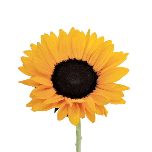 Sunflower - Fresh Cut Flowers - Yellow - 80 Stems - By Bloomingmore