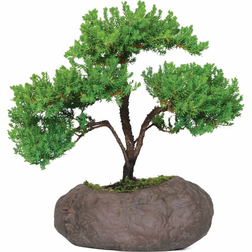 Brussel's Green Mound Juniper Over Rock Bonsai - X Large - (outdoor)