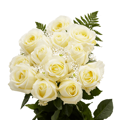 One Dozen Ivory Roses With Baby's Breath And Green- Fresh Flower Delivery