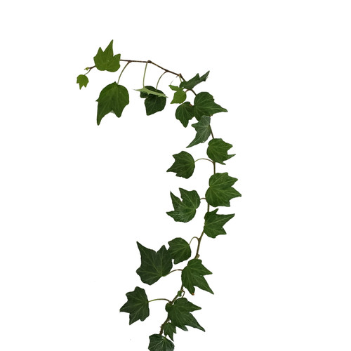 Bloomingmore Everyday Greenery Green Ivy - Fresh Cut - 150 Stems