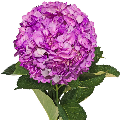 Hydrangeas 15 Stems Of Airbrushed Lilac Farm Direct Fresh Cut Flowers By Bloomingmore