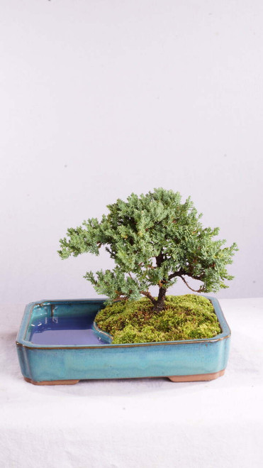 Brussel's Green Mound Juniper Bonsai In Water Pot - Not Sold In California