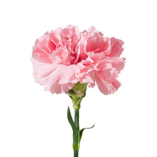 Pink Carnations - Fresh Cut - 100 Stems