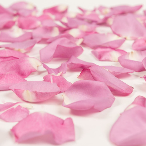 Rose Petals 3 Bags Of Lavender Farm Direct Fresh Cut Flower Petals By Bloomingmore