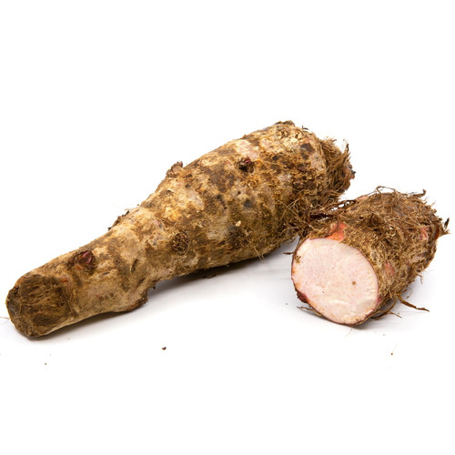 Congo Malanga Purple (lila) (shipping Included)