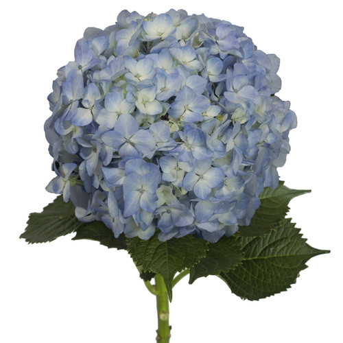 Blue Hydrangeas - Fresh Cut Flowers - 15 Stems - By Bloomingmore