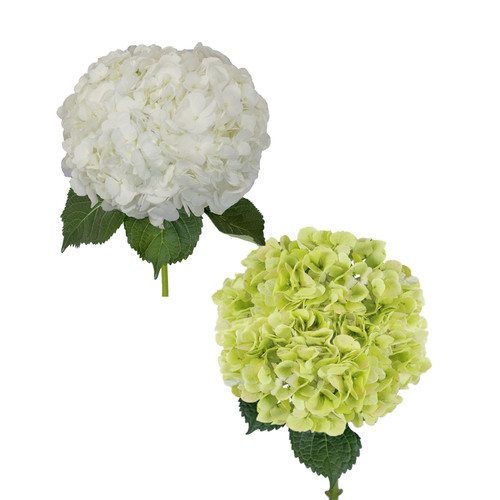 Hydrangeas Jumbo 12 Stems Of White And Kiwi Farm Direct Fresh Cut Flowers By Bloomingmore