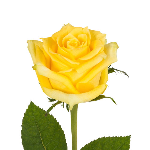 Yellow Roses 50 Cm - Fresh Cut Flowers - 50 Stems