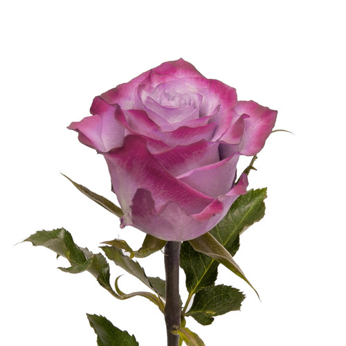 Lavender Roses 50 Cm - Fresh Cut - 100 Stems