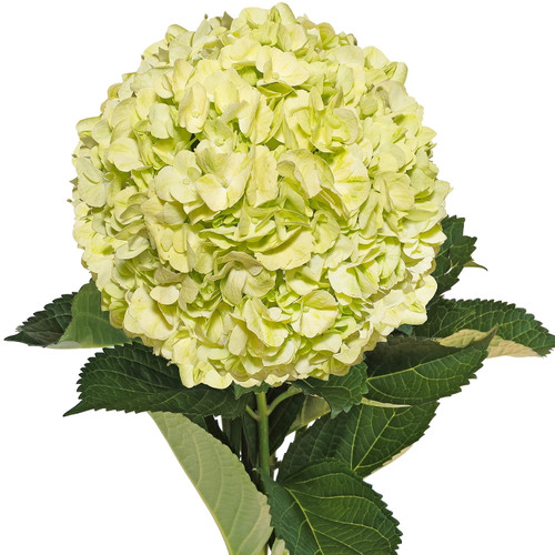 Hydrangeas 15 Stems Of Lime Green Fresh Cut Flowers By Bloomingmore