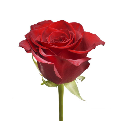 Red Roses 50 Cm - Fresh Cut - 75 Stems