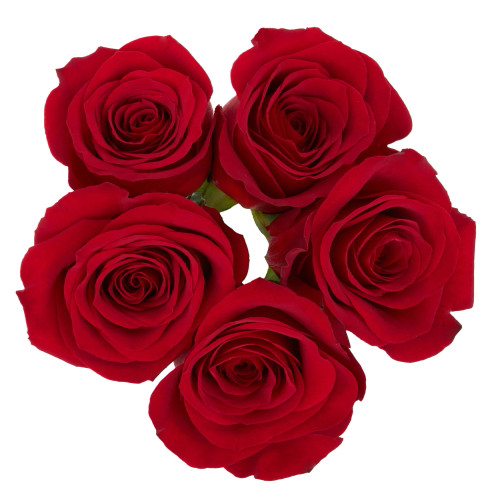 Fresh-cut Rose Flower Bunch, 5 Stems, Colors Vary