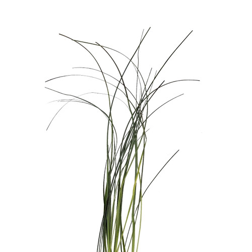 Bloomingmore Everyday Greenery Bear Grass - Fresh Cut - 10 Bunches