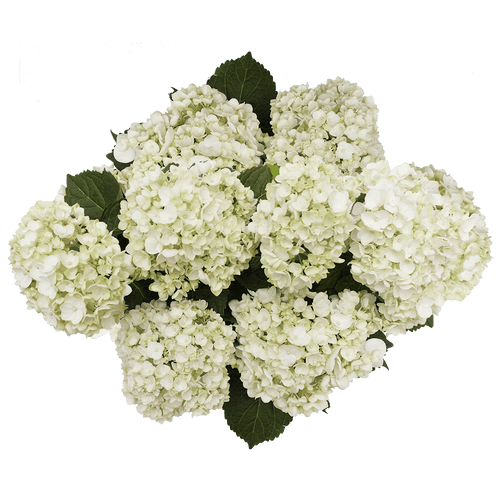 30 White Mini Hydrangea Flowers- Beautiful Fresh Cut Flowers- Express Delivery