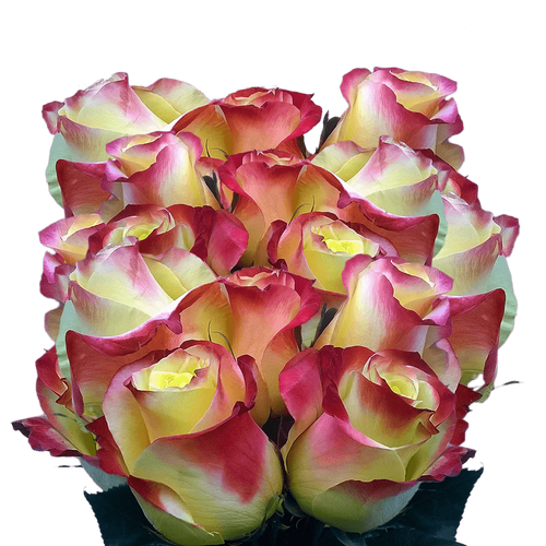 75 X Long Stems Of Deep Yellow With Red Hot Merengue Roses- Beautiful Fresh Cut Flowers- Express Delivery